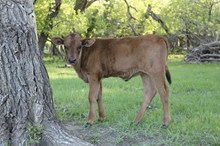 Unnamed heifer calf
